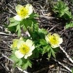 Trollius laxus Kvet