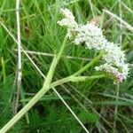 Meum athamanticum Flower