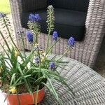 Muscari armeniacumFlower