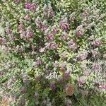 Teucrium marum Flower