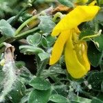 Genista canariensis Цветок