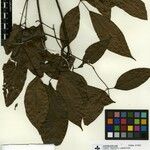 Adenocalymma tanaeciicarpum Hoja