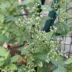 Chenopodiastrum hybridum 花