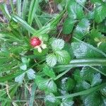 Potentilla indicaMeyve