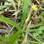 Hypoxis angustifolia Folha