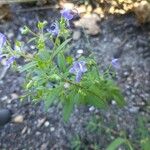 Trichostema dichotomum Kvet