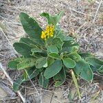 Crotalaria mitchellii Облик