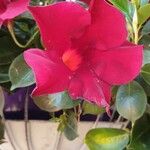 Mandevilla laxaFlower