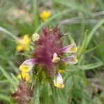 Melampyrum cristatum Кветка