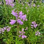 Physostegia virginianaVirág