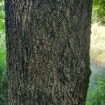 Fraxinus angustifolia Bark