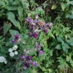 Cirsium palustreFlor