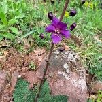 Verbascum phoeniceum Floro