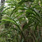 Cordyline mauritiana Hábito