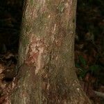Couratari oblongifolia چھال