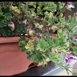 Pelargonium inquinans Feuille
