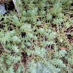 Sedum diffusum Fulla