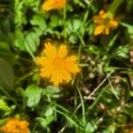 Coreopsis auriculata Flor