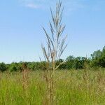 Bothriochloa bladhii 花