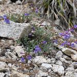 Penstemon laetus Hábito