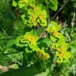 Euphorbia flavicoma Flower
