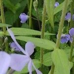 Phlox divaricata Coajă