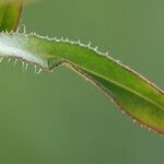 Callistephus chinensis Leaf