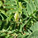 Astragalus boeticus പുഷ്പം