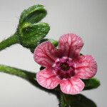 Cynoglossum pustulatum Квітка