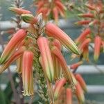 Aloe tomentosa Frucht