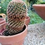 Mammillaria carmenae Hoja