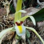 Maxillaria endresii