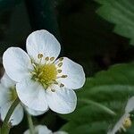 Fragaria viridis Flower