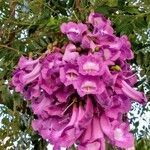 Jacaranda caroba Kwiat
