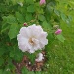 Rosa × noisettiana