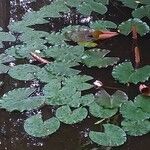 Nymphaea alba Blad