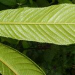 Saurauia montana Leaf