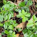 Vaccinium vitis-idaea Leaf