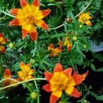 Bidens triplinervia Flor