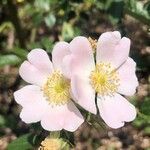 Rosa deseglisei फूल