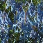 Corydalis flexuosa Kvet