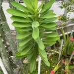 Euphorbia neriifolia Leaf