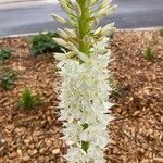 Eremurus himalaicus Flors