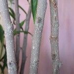 Ficus maclellandii Кора