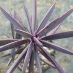 Senecio crassissimus Lapas