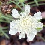 Scabiosa ochroleuca 花