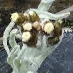 Belloa erythractis 花