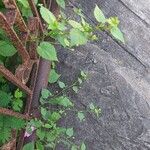 Sida cordata Frunză