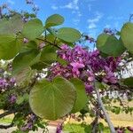 Cercis siliquastrum Feuille