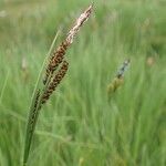 Carex nigra Hábito